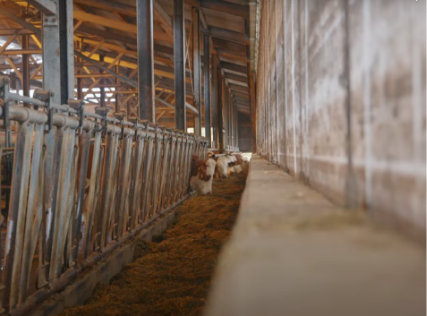 Preview image for the news article on the Zölch farm