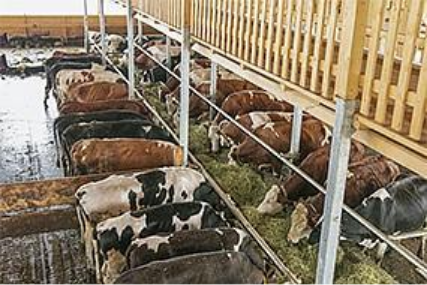Preview image for the news article on the Lindner farm