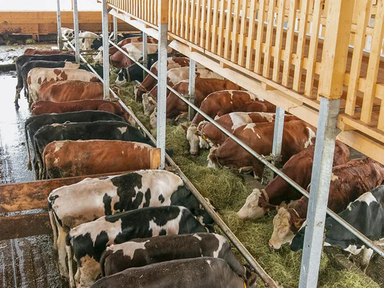 Interior view of a barn with cows eating
