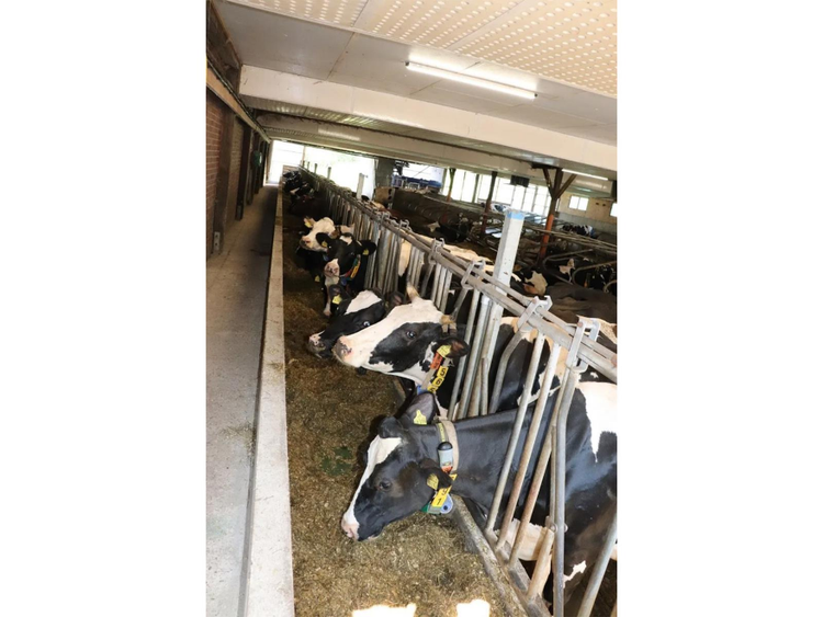 feedstar feed belt in a cowshed