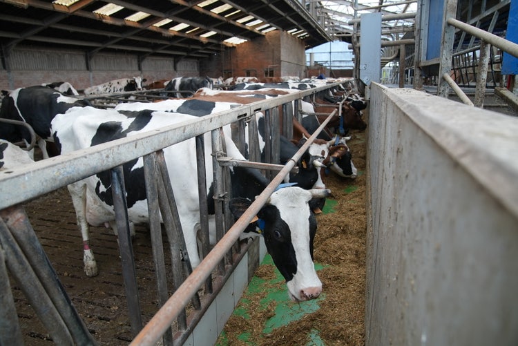 Cow looks into the camera while eating