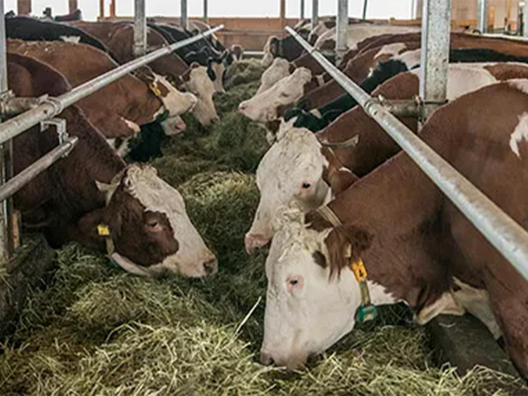 Cows are fed from a feeding belt.
