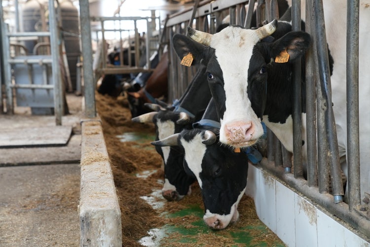 Cow looks into the camera while eating
