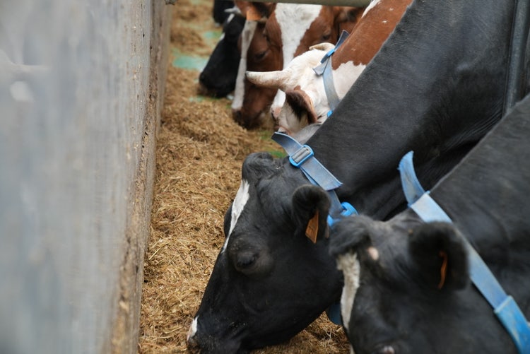 Close-up of cows eating from the feed belt