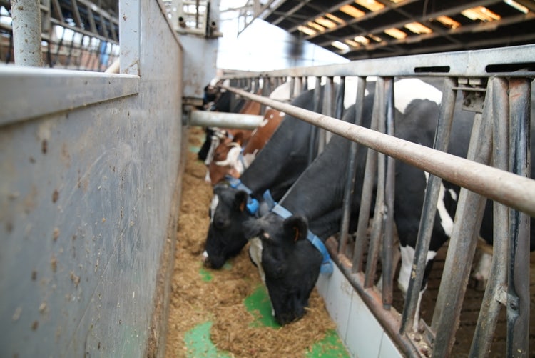 Cows eating from the feed belt