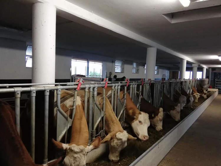 Image of cows eating from a feedstar feed belt
