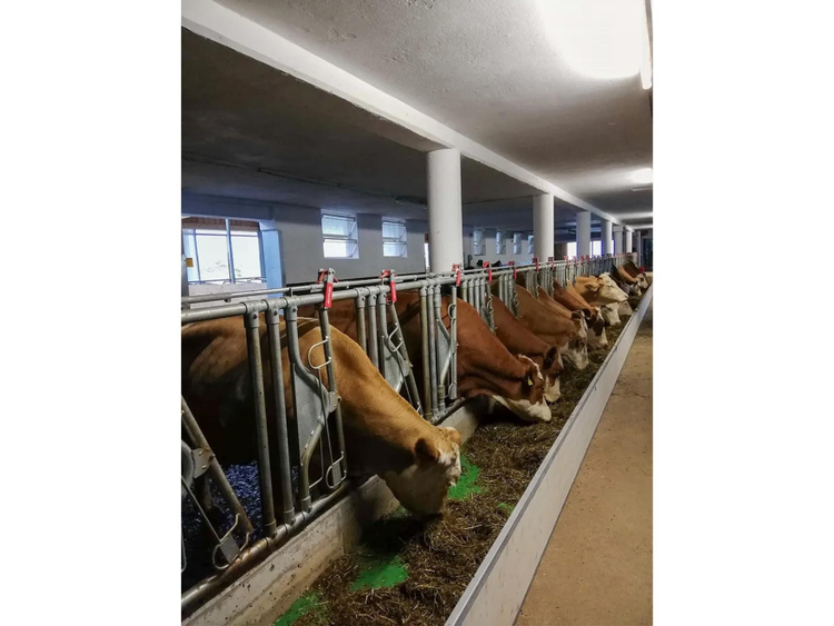 Picture of cows eating