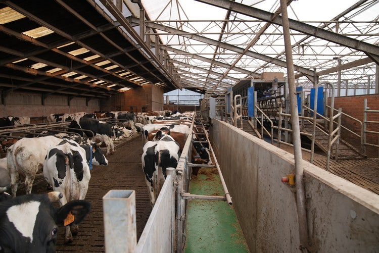 Many cows in the barn look towards the feed belt.
