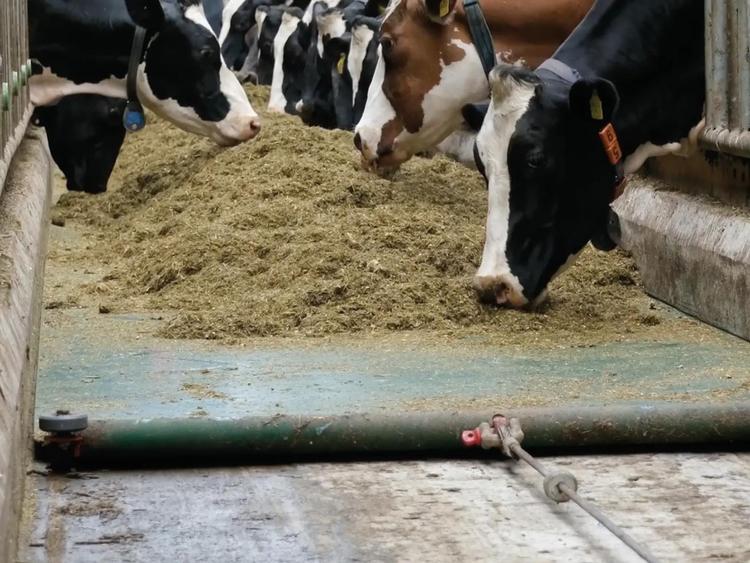 Cows are fed using a feeding system.