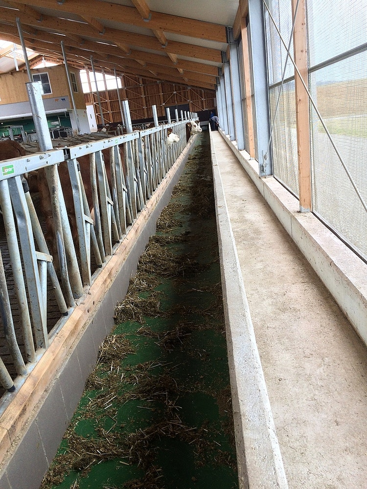 feedstar Futterband im Stall