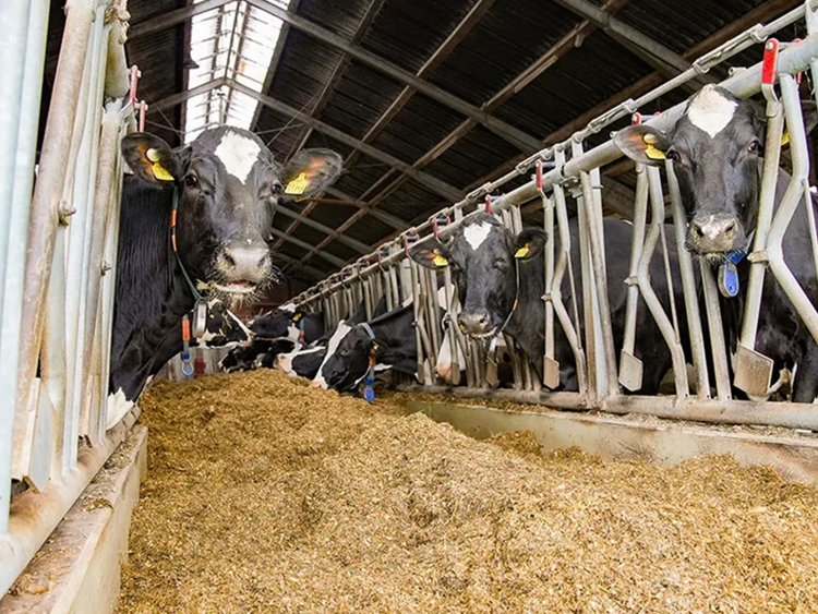 Cows are fed from the feed belt.