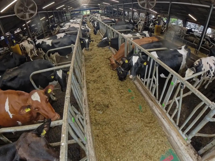 Cows eating in the barn