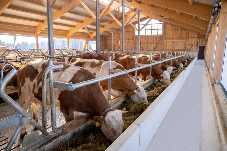Bilder von fressenden Kühen von einem feedstar Futterband im Stall des Betriebs Hermann