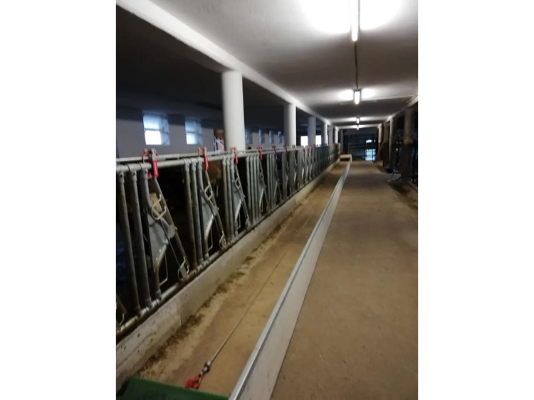 Image of an empty stable with the feedstar feed belt