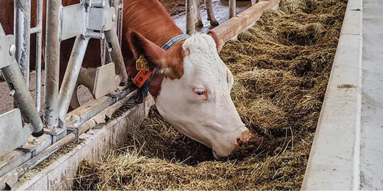 Cow eating from a feedstar feed belt
