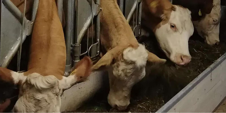 Picture of three cows eating from a feed belt