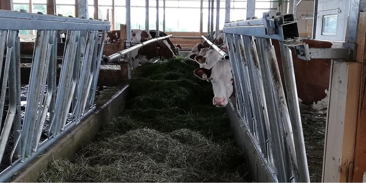 Header image feedstar feed belt with a cow looking at the camera