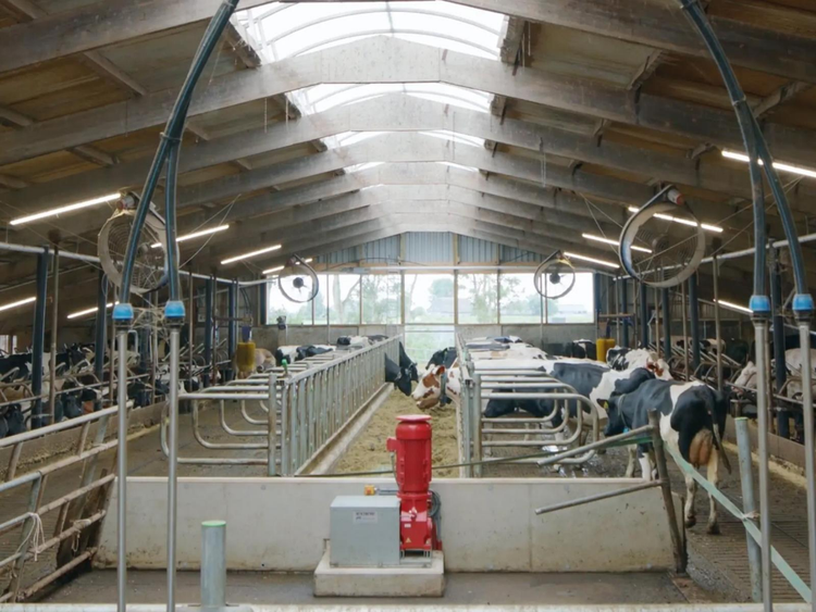 Interior photo of cows eating