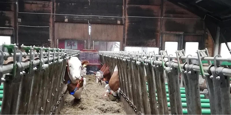 Automatic feeding