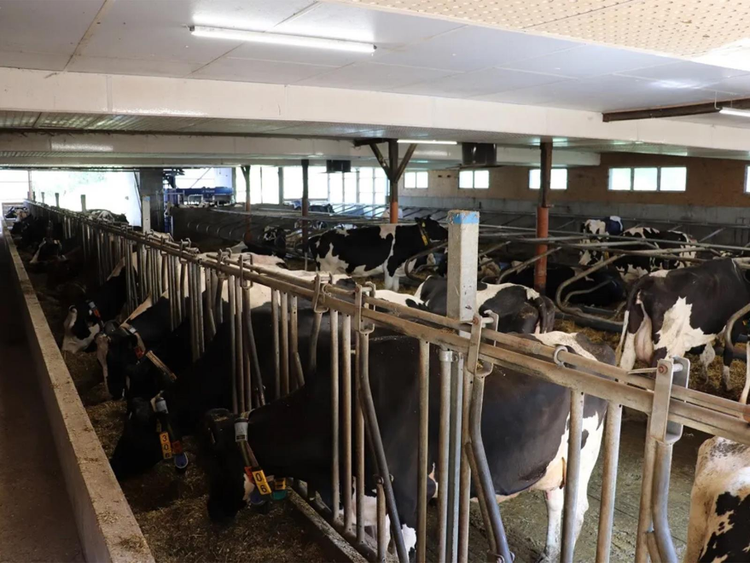 Interior view of a cowshed with cows