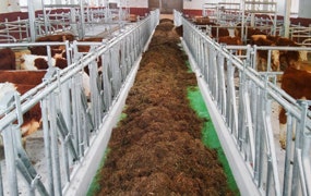 Setup of feed belt and return roller used for calf and beef cattle feeding