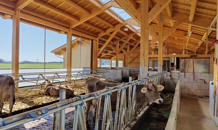 Bild des Stalles vom Betrieb Erhard von innen