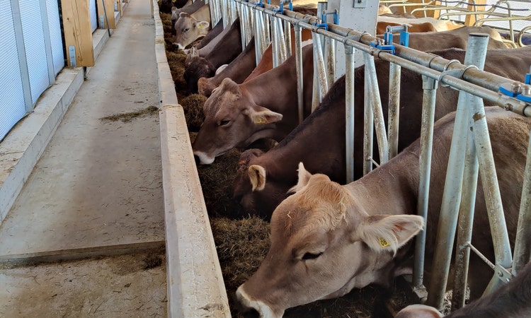 Bild von fressenden Kühen