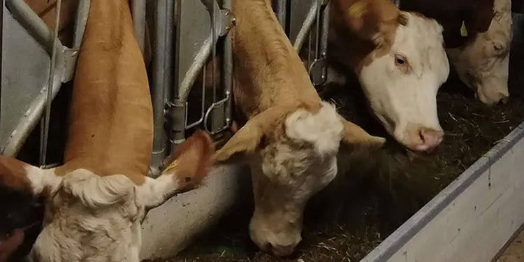 Bild von drei Kühen die am Futterband fressen