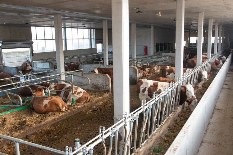 Innen aufnahme des Stalls. Kühe essen und stehen im Stall.