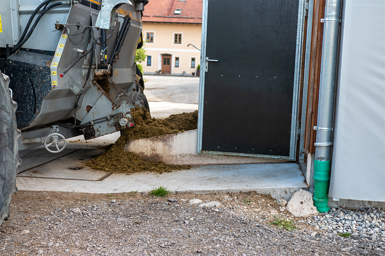 Entladung des Futters auf Feedstar Futterband
