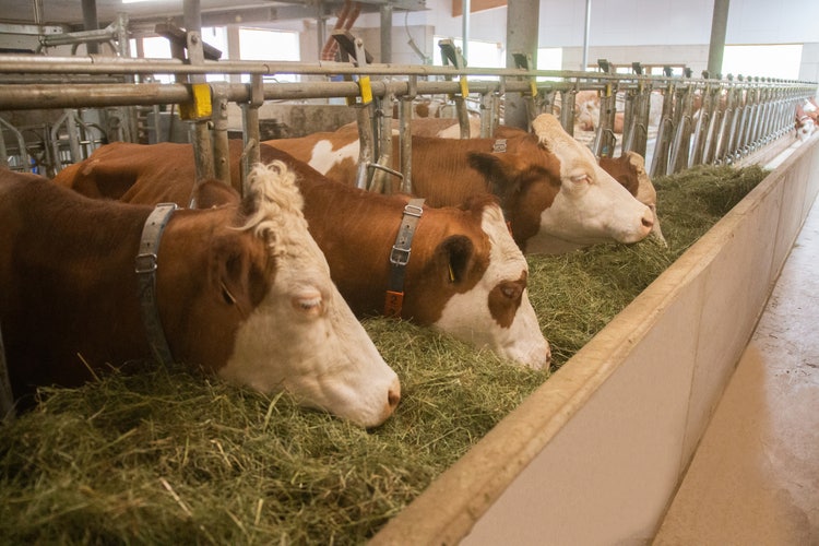 Fütterung mit Feedstar bei der Familie Heim
