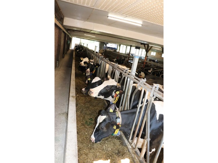 feedstar Futterband in einem Stall mit Kühen