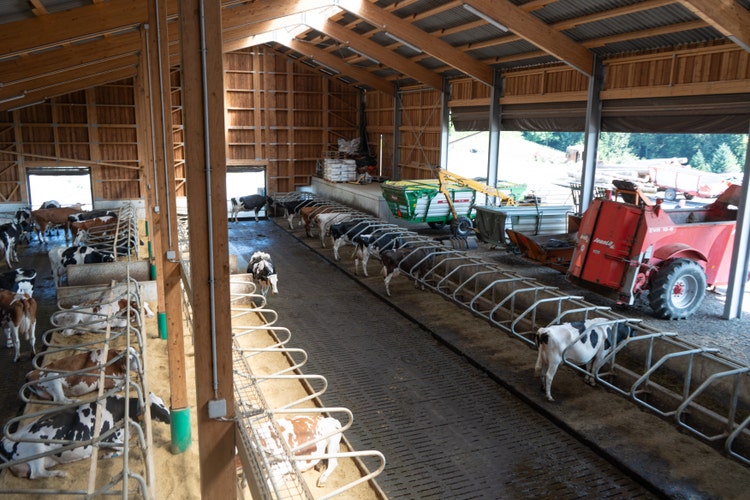 Innenansicht Stall Betrieb Held