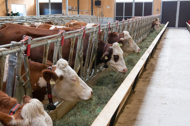 Die Kühe fressen vom Futterband