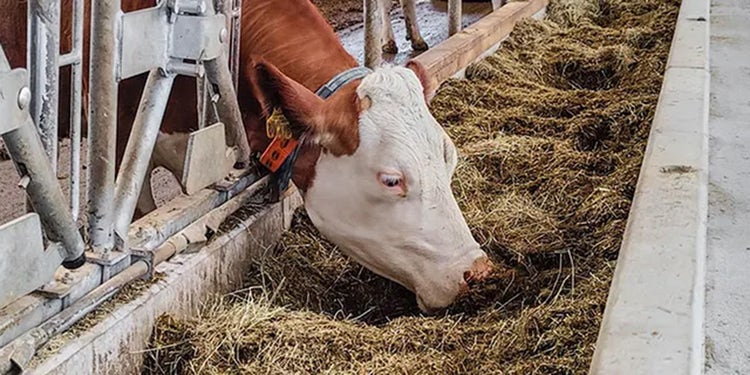 Kuh beim Fressen von einem feedstar Futterband