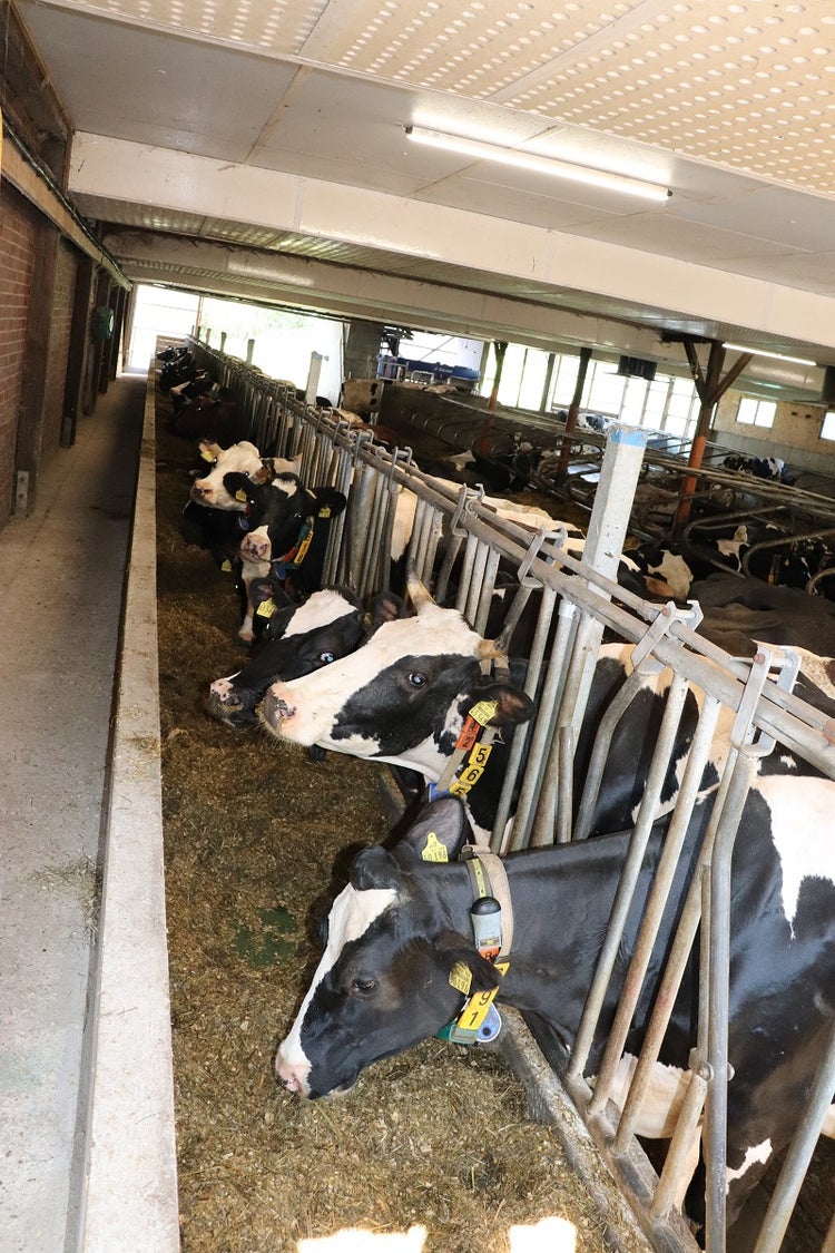 feedstar Futterband in einem Stall mit Kühen