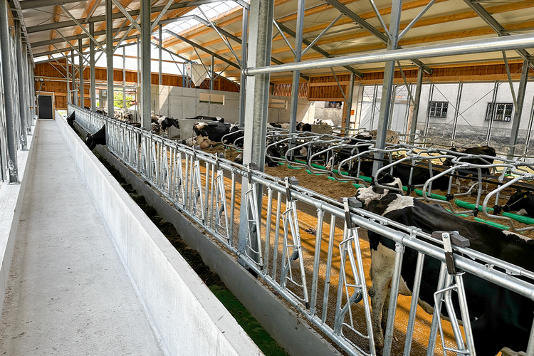 Stall Bereich mit Feedstar Futterband