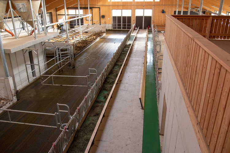 Die zwei Feedstar Futterbänder im Stall