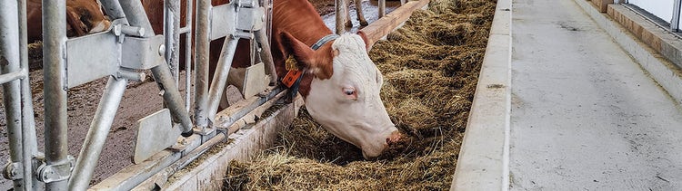Kuh beim Fressen von einem feedstar Futterband