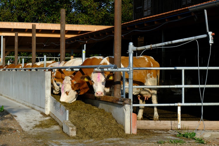 Feedstar Futterband im Einsatz
