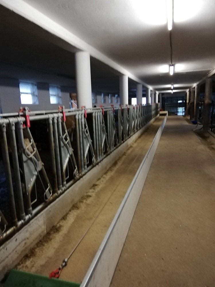 Bild eines leeren Stalles mit dem feedstar Futterband