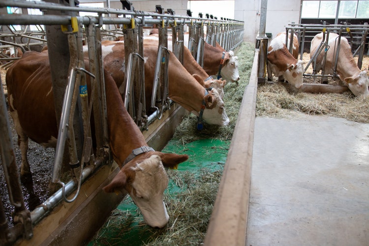 Feedstar Futterband im Stall der Familie Heim