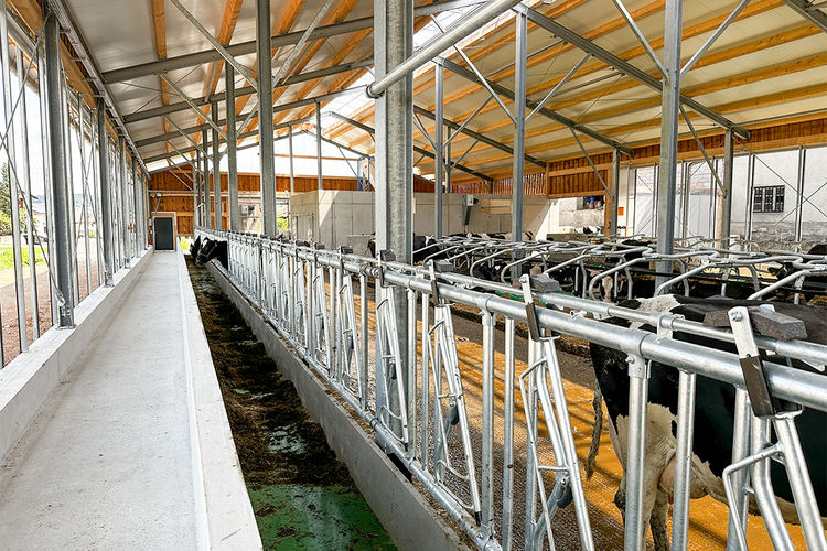 Stall Bereich mit Feedstar Futterband