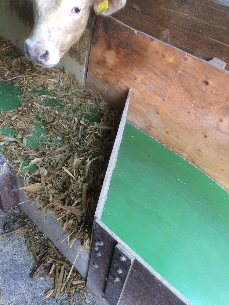 Convoyeur Feedstar avec tapis vert transportant du fourrage, installé devant une étable en briques rouges avec des vaches derrière une barrière