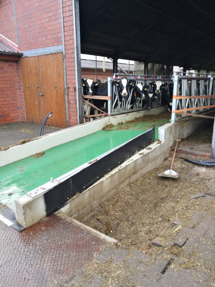 Convoyeur Feedstar avec tapis vert transportant du fourrage, installé devant une étable en briques rouges avec des vaches derrière une barrière