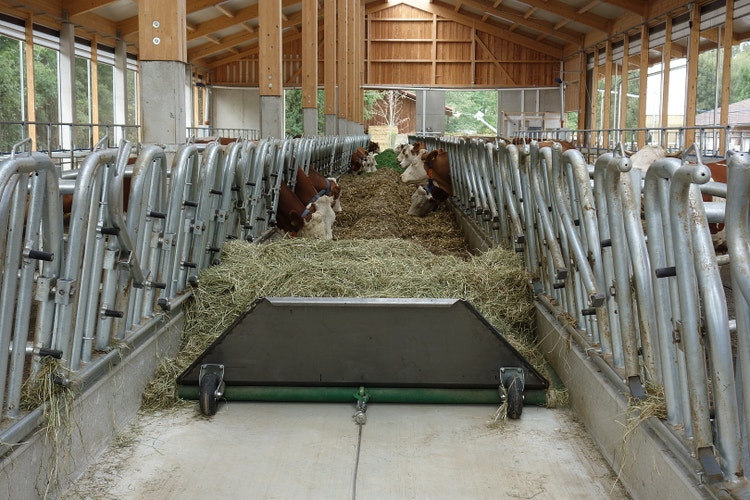 feedstar Futterband wird in den Stall gez