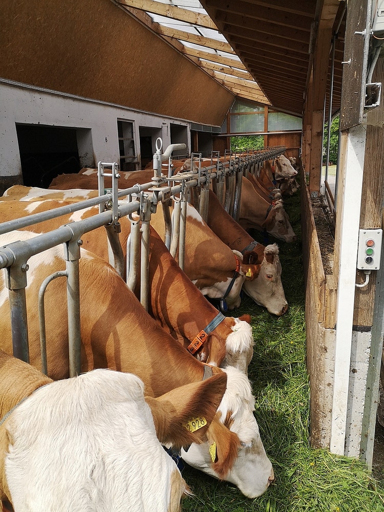 Bild von fressenden Kühen von einem feedstar Futterband