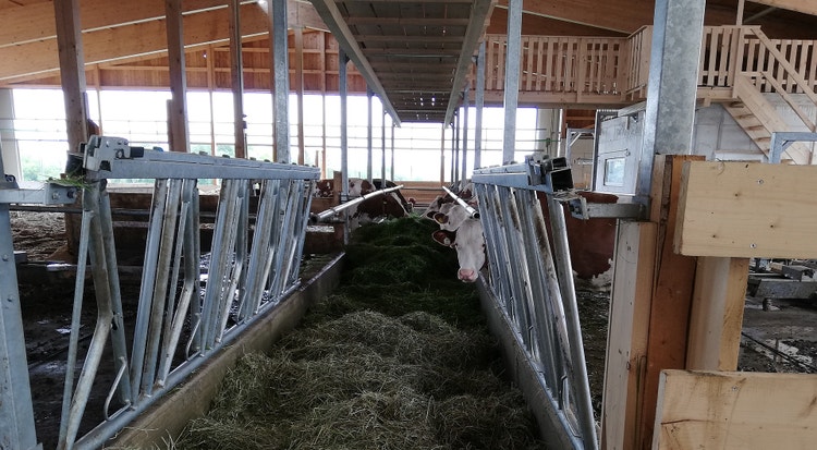 Bild eines feedstar Futterbandes in einem Stall