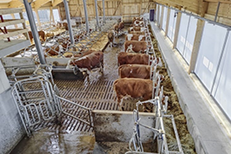 Pre-Picture for the news-article of the topic "New dairy barn for the Hermann familiy."