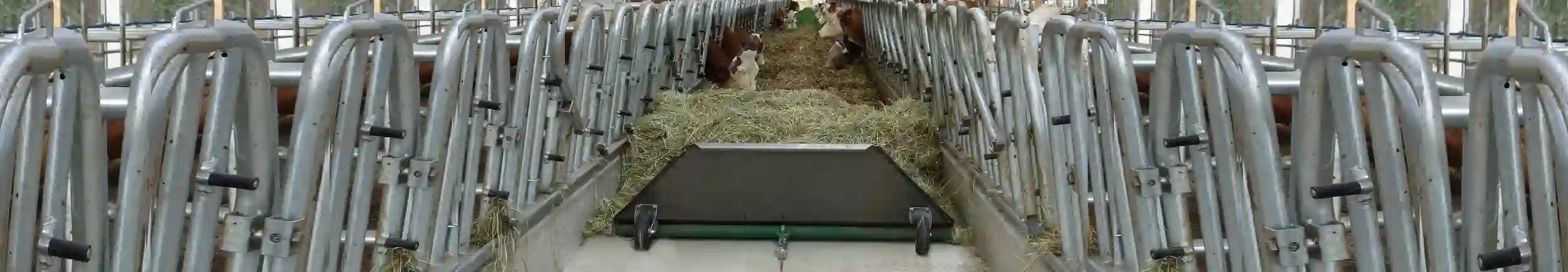 Bild des Futterbands in einem Stall mit Kühen 